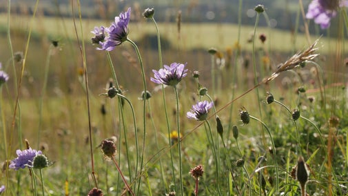 Purple and yellow wildflowers on chalk grassland at Calstone and Cherhill Downs on a sunny day